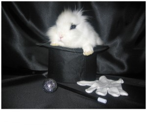 lapin_chapeau_0051
